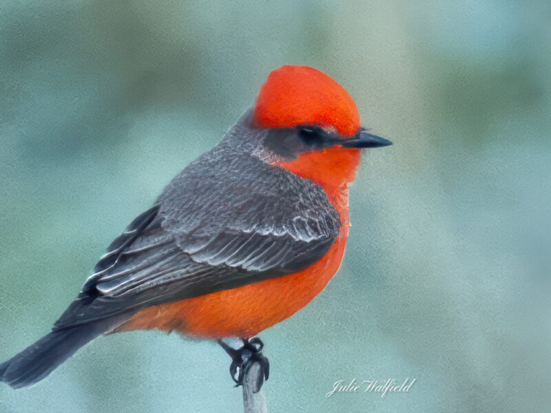 Vermilion flycatcher at Soulliere Villas in The Villages