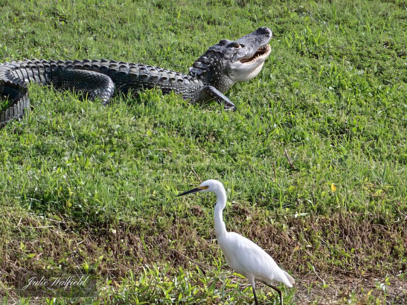Yawning alligator hanging with snowy egret in The Villages