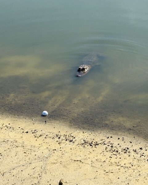 Alligator eyeing ball at Redfish Run Executive Golf Course in The Villages