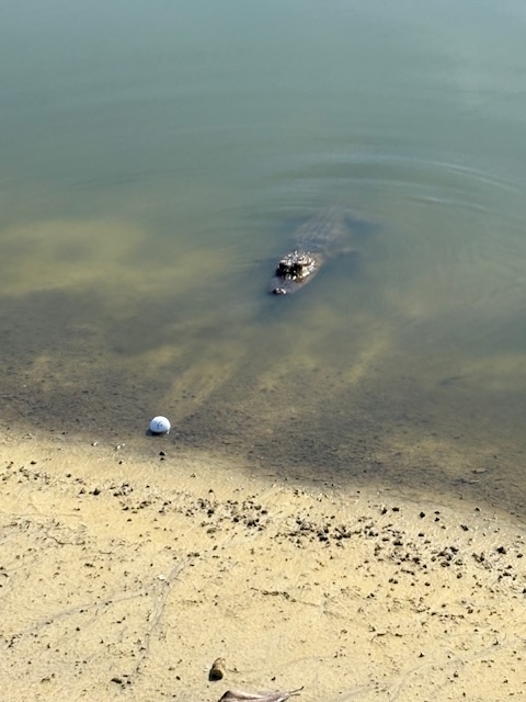 Alligator eyeing ball at Redfish Run Executive Golf Course in The Villages Alligator eyeing ball at Redfish Run Executive Golf Course in The Villages