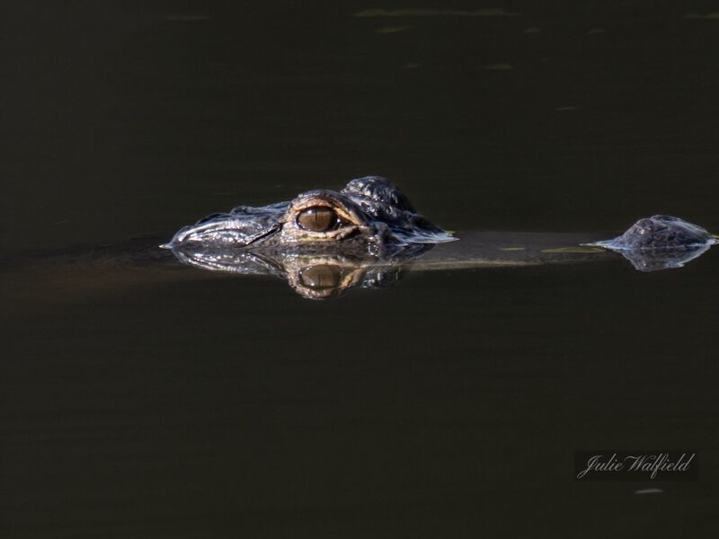Alligator gliding through pond in The Villages