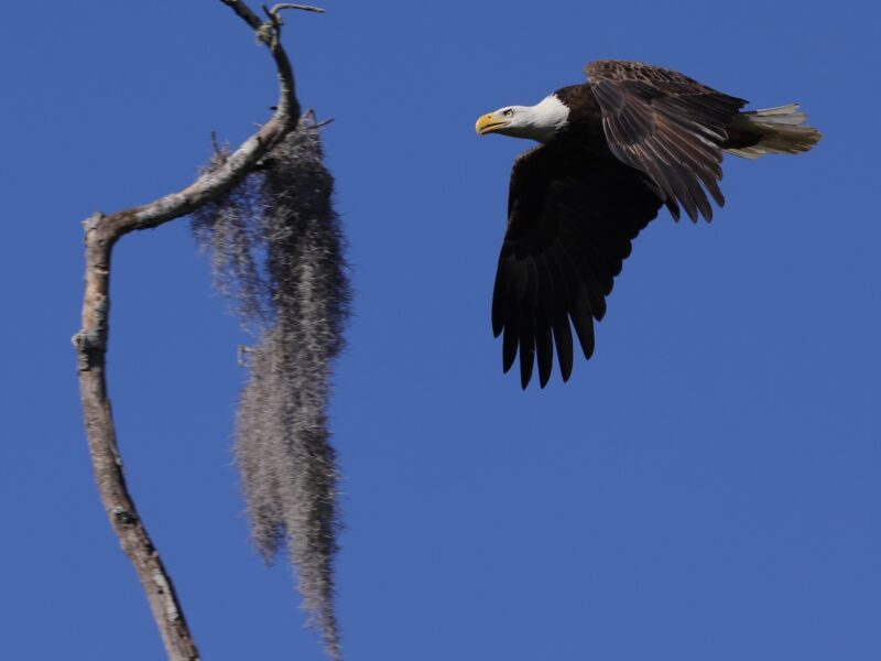 Bald eagle soaring over the Village of Fenney