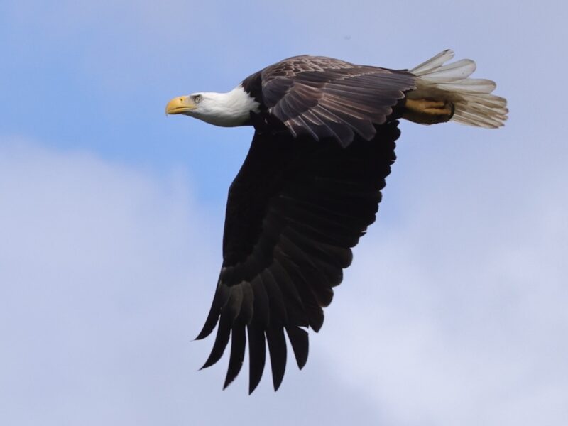 Bald eagle soars over the Village of Fenney