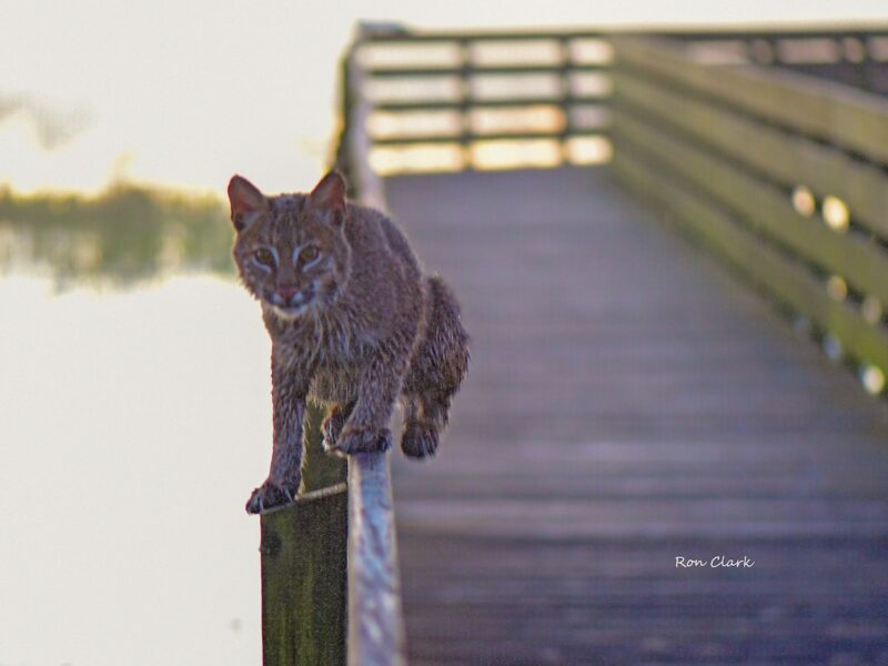 Bobcat walking on railing at Sharon Rose Wiechens Preserve