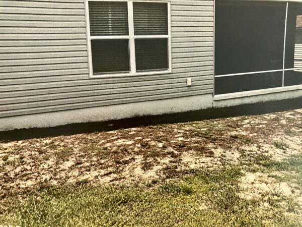 Dead grass has been a problem at this home at 3085 Brinson Lane in the Village of Pine Ridge Dead grass has been a problem at this home at 3085 Brinson Lane in the Village of Pine Ridge