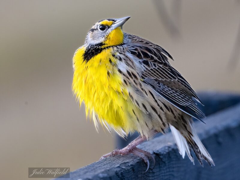 Eastern meadowlark drying off at Hogeye Preserve Nature Trail in The Villages