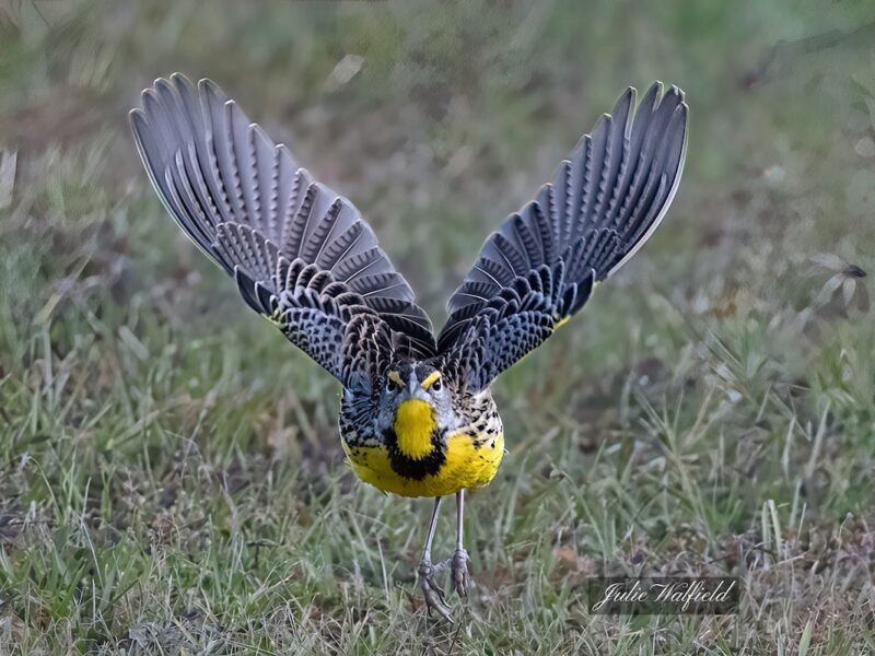 Eastern meadowlark taking off at Hogeye Preserve Nature Trail in The Villages