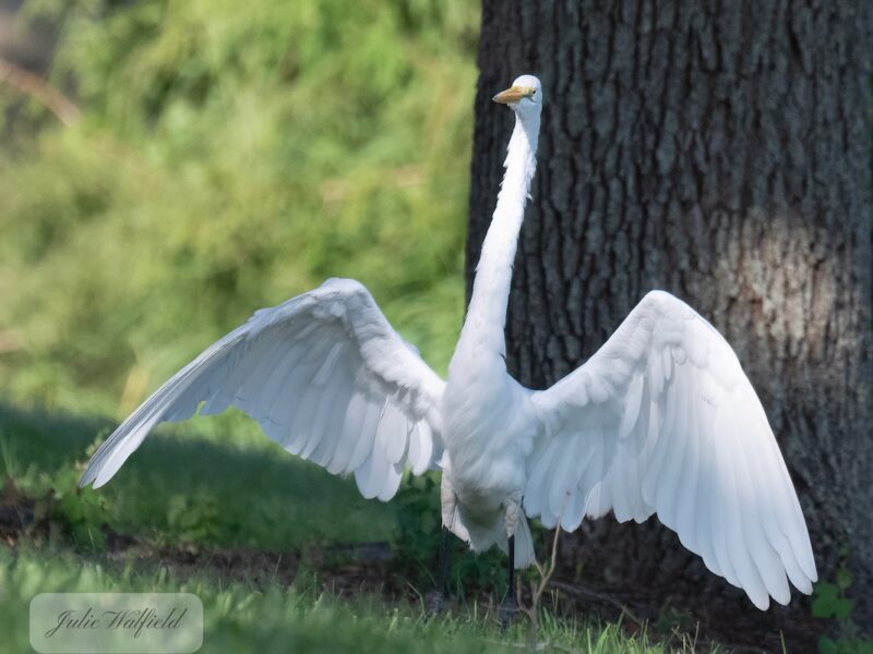 Great egret by pond in The Villages