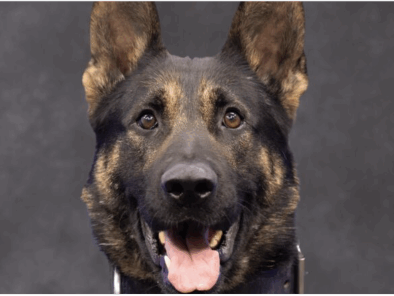 Kato Featured Image