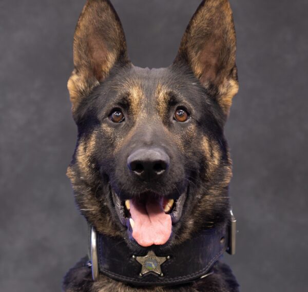 Kato is a K 9 with the Marion County Sheriff s Office Kato is a K 9 with the Marion County Sheriff s Office