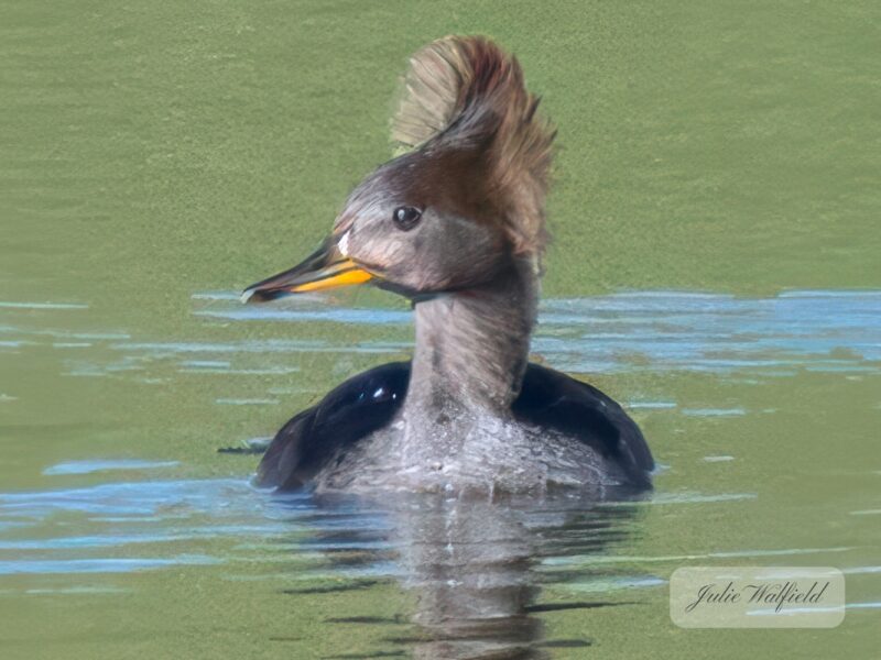 Stunning hooded merganser arriving at the Olympia Recreation Center