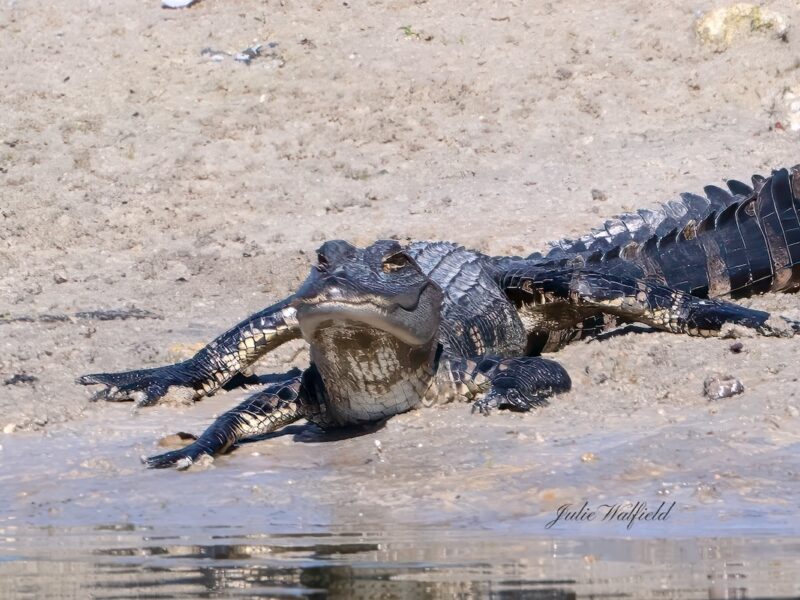 Young alligator in The Villages basks in the sun