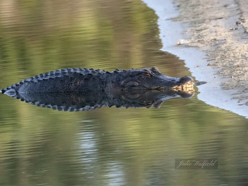 Alligator resting at the water's edge in The Villages
