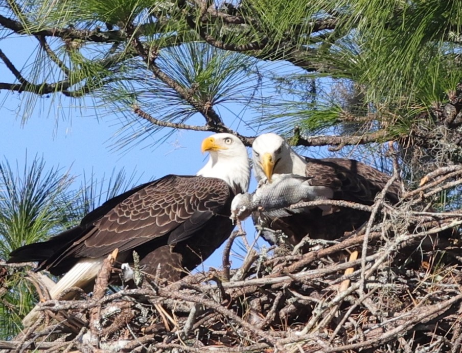 Bald eagles sharing dinner in The Villages Bald eagles sharing dinner in The Villages