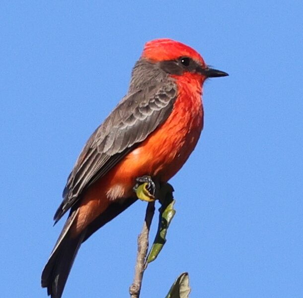 Colorful vermilion flycatcher in The Villages