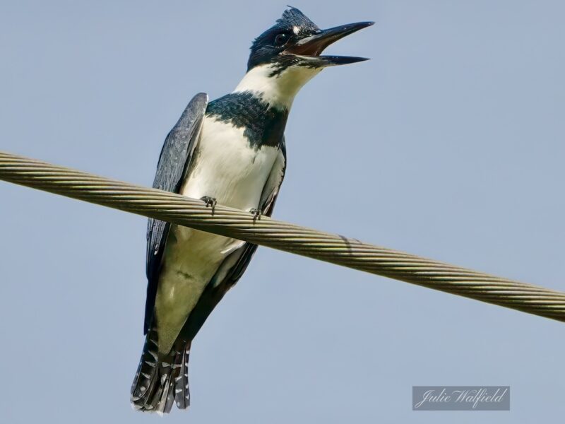 Belted kingfisher singing at Sharon Rose Wiechens Preserve