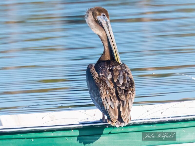 Brown pelican at Lake Sumter Landing in The Villages