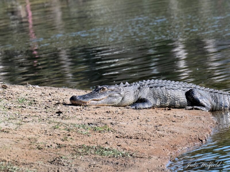 Dreamy-eyed alligator basking in The Villages