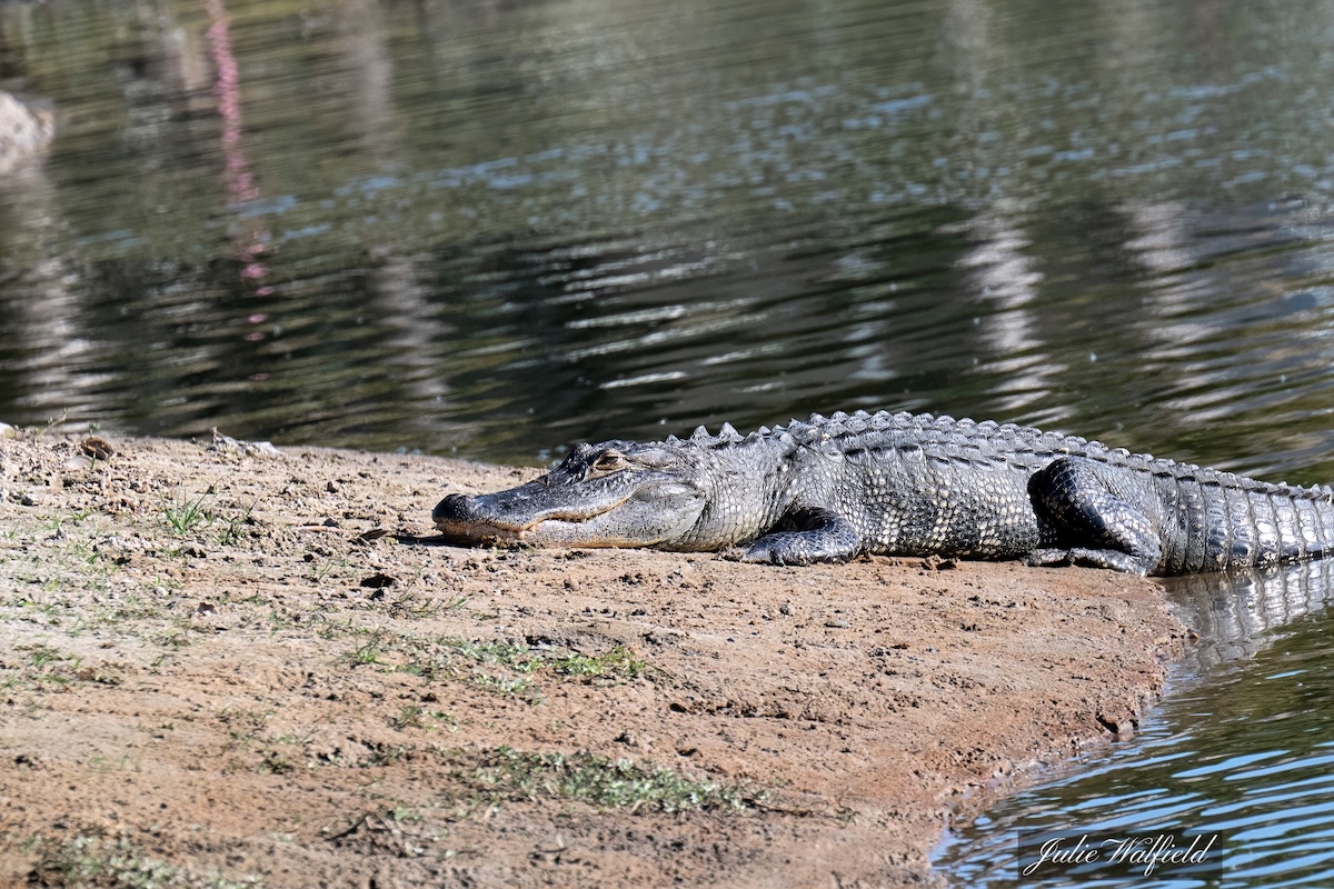 Dreamy-eyed alligator basking in The Villages Dreamy-eyed alligator basking in The Villages
