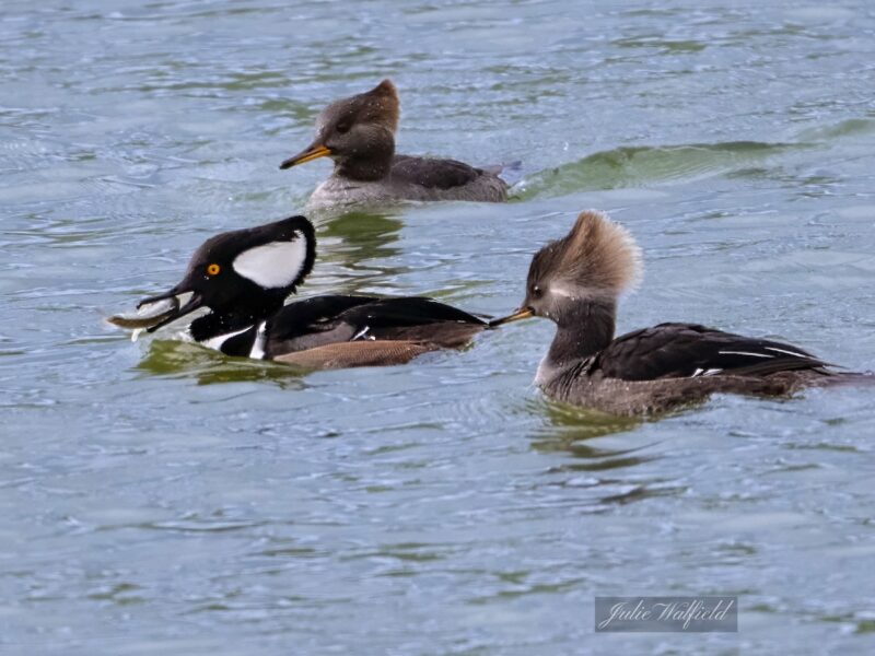 Hooded mergansers swimming in The Villages