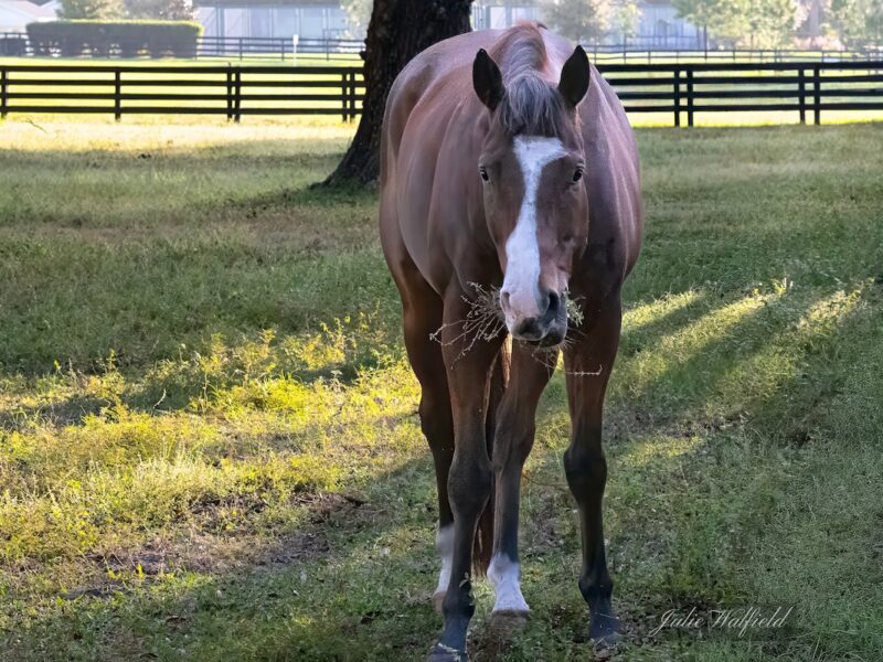 Horse grazing in The Villages on a December afternoon