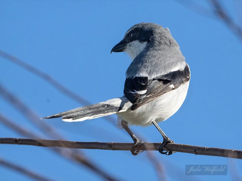 Loggerhead shrike hunting at Sharon Rose Wiechens Preserve