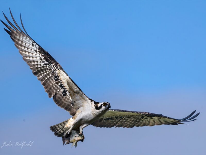 Osprey soaring high above the Olympia Recreation Center