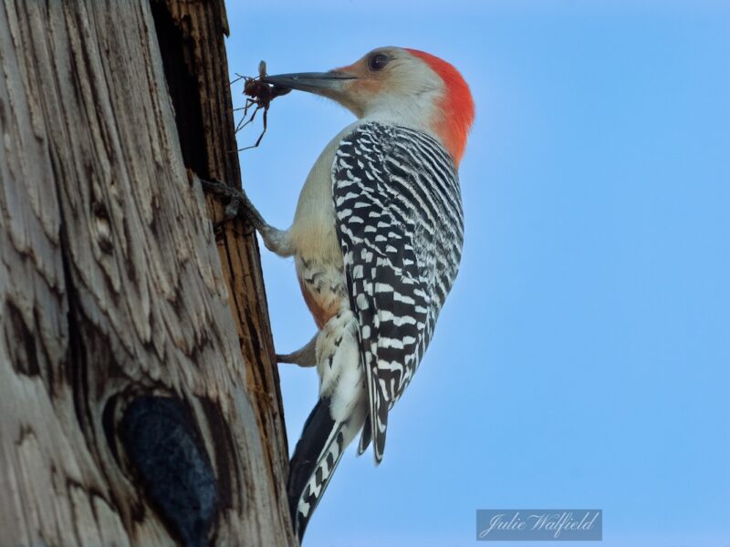 Red-bellied woodpecker with tasty reward in The Villages