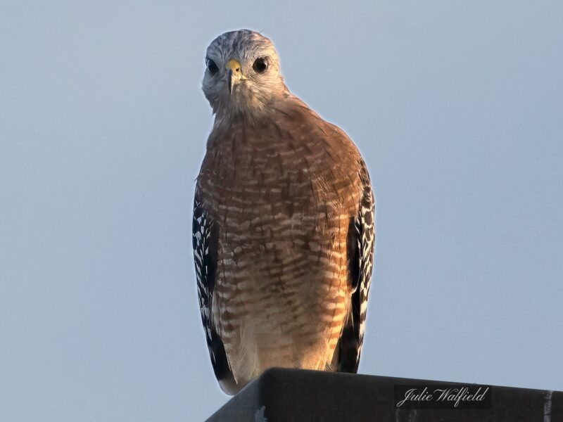 Red-shouldered hawk perched on light fixture in The Villages