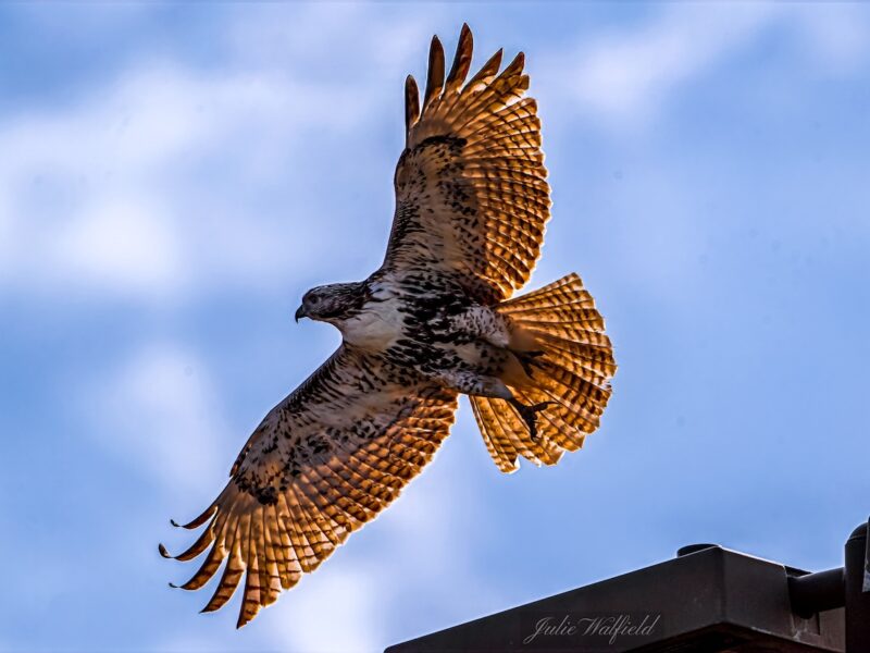 Red-tailed hawk lifting off in The Villages