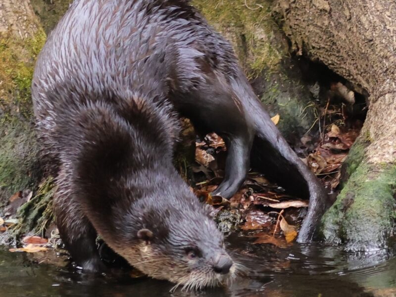 River otter searching for dinner in The Villages