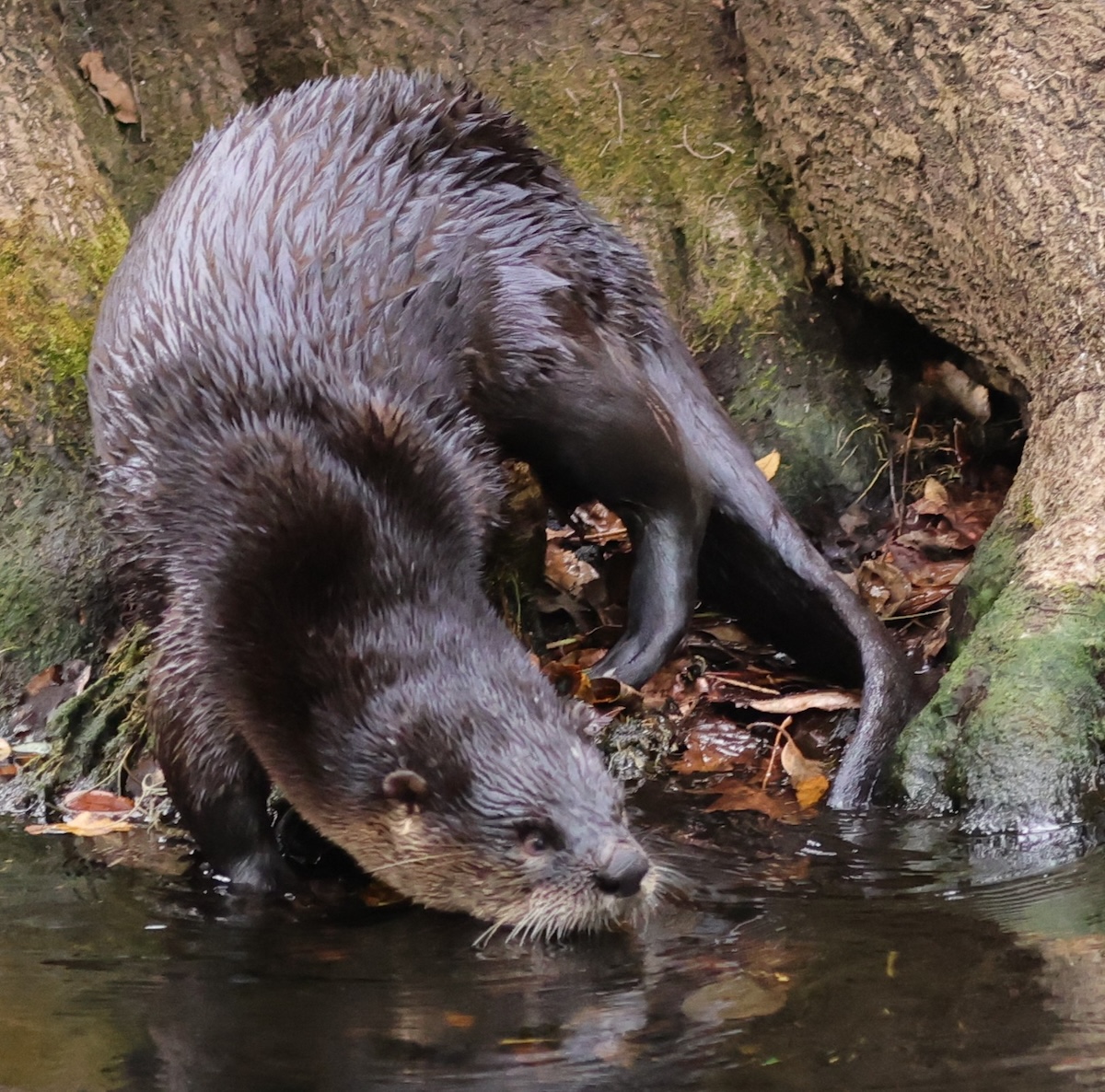 River otter searching for dinner in The Villages River otter searching for dinner in The Villages