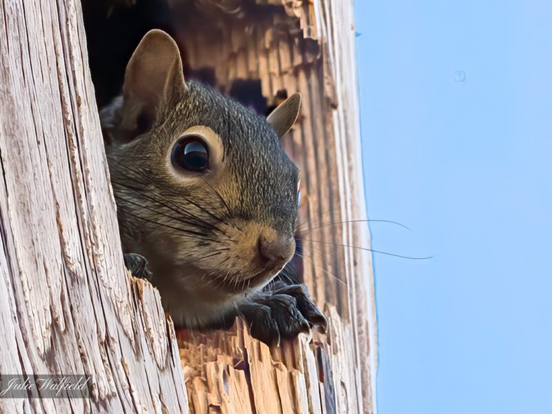 Squirrel moving into new home in The Villages