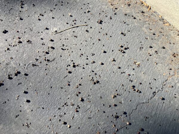 The seeds from the palm trees litter teh main walkway at the Belle Aire Postal Station The seeds from the palm trees litter teh main walkway at the Belle Aire Postal Station