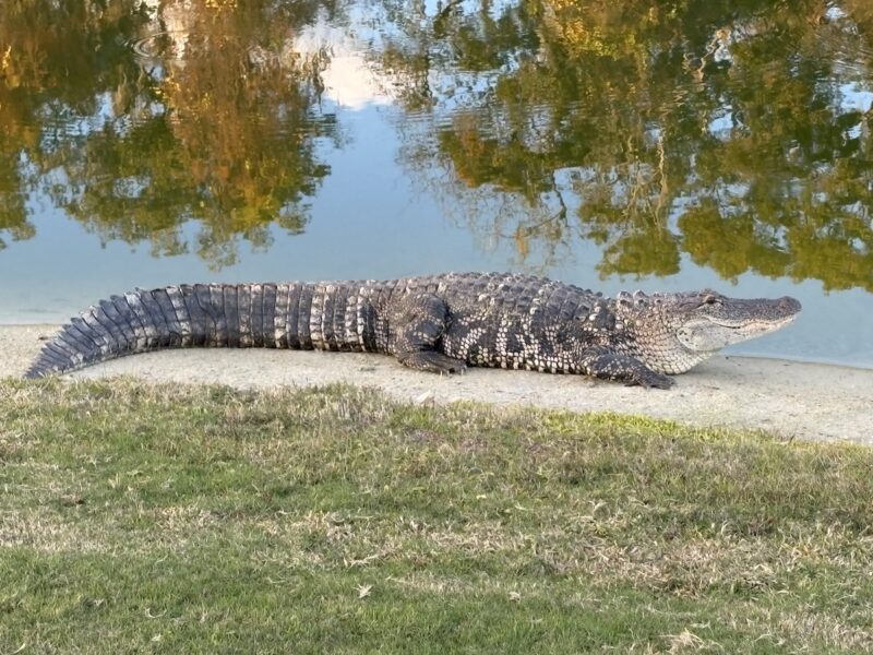 Alligator spotted on Mangrove Executive Golf Course