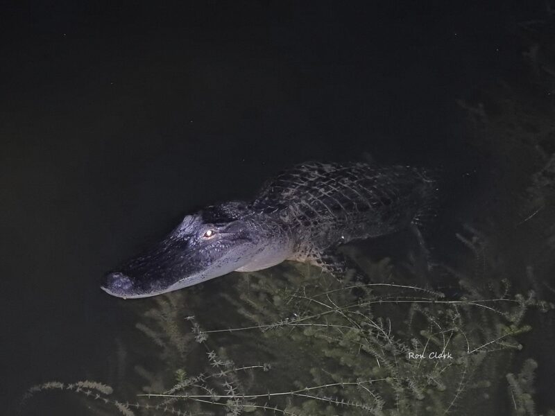 Alligator surfacing at night in The Villages