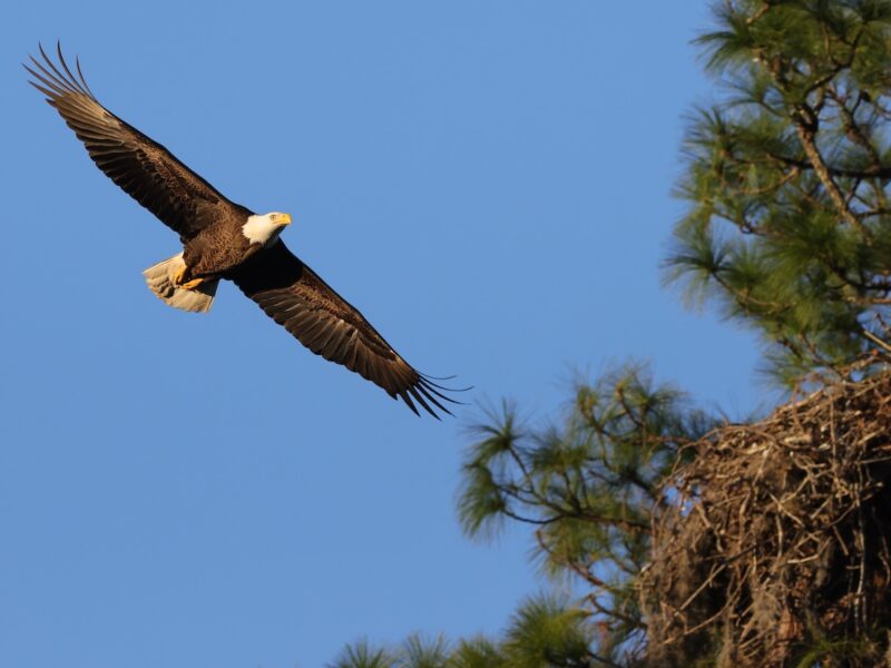 Bald eagle arrives at nesting tree in The Villages
