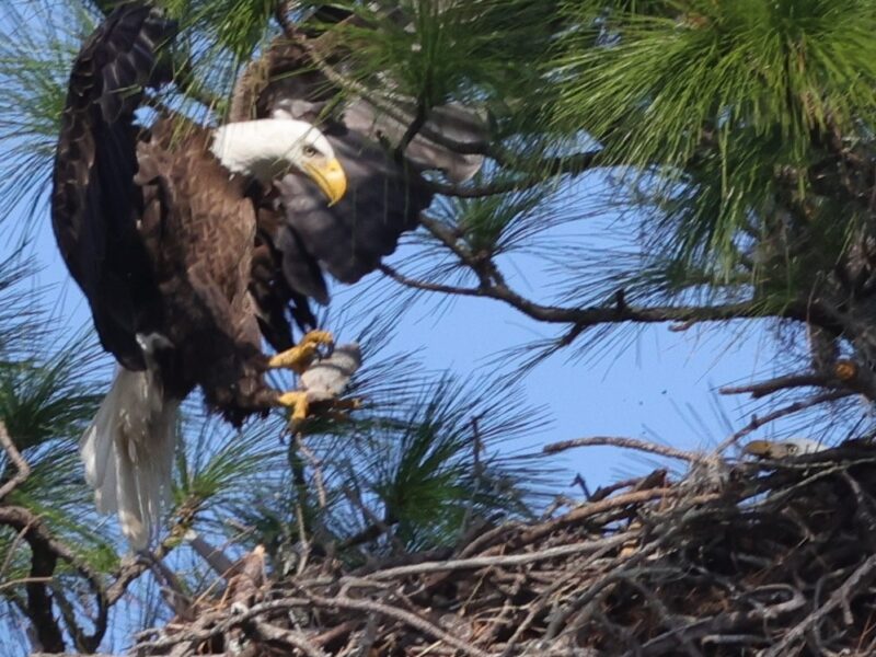 Bald eagle bringing fish to mate in The Villages