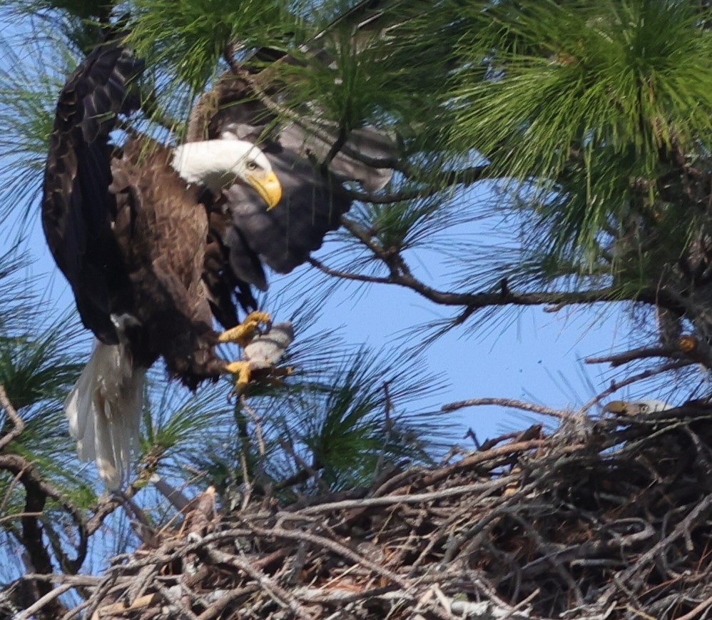 Bald eagle bringing fish to mate in The Villages Bald eagle bringing fish to mate in The Villages