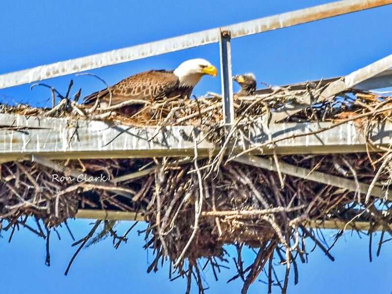 Bald eagle with newborn eaglet at Briarwood Executive Golf Course