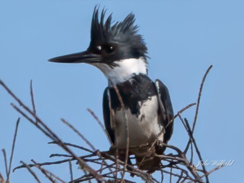 Belted kingfisher at Rohan Recreation Center