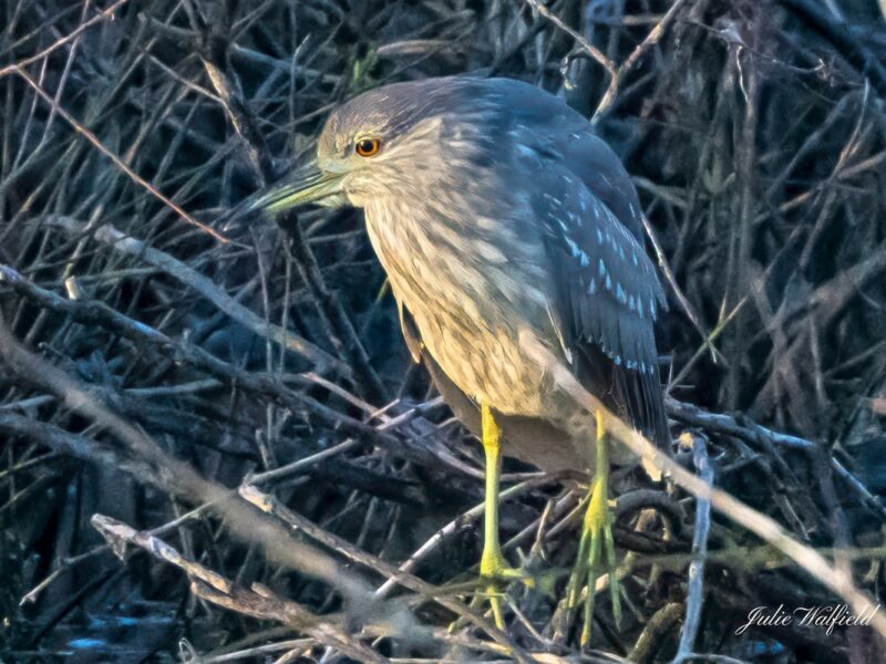 Black-crowned night heron near pond in The Village of DeLuna