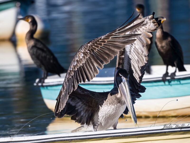 Brown pelican putting on a display at Lake Sumter