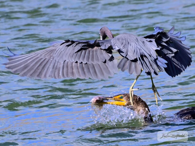 Double-crested cormorant catching breakfast in The Village of Richmond