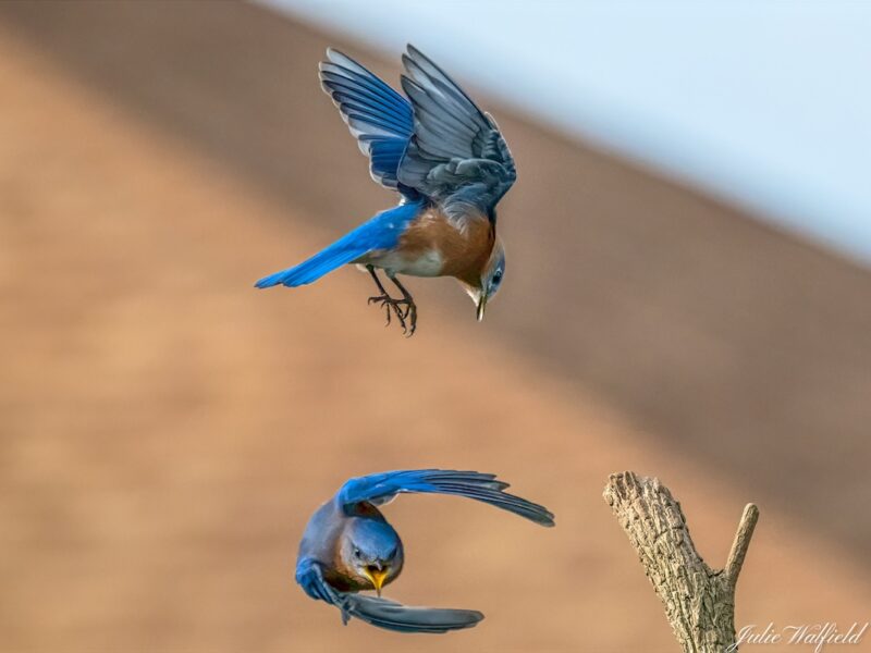 Eastern bluebirds performing acrobatics in The Villages