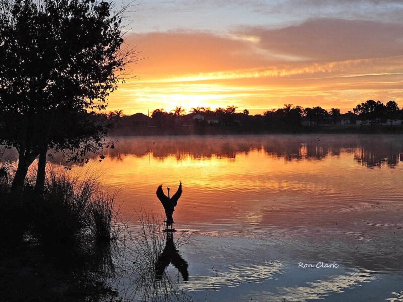 Great blue heron taking flight at sunrise in The Villages