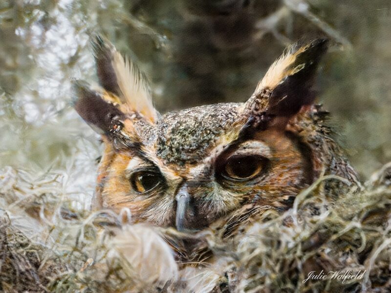 Great horned owl waking up at Briarwood Executive Golf Course