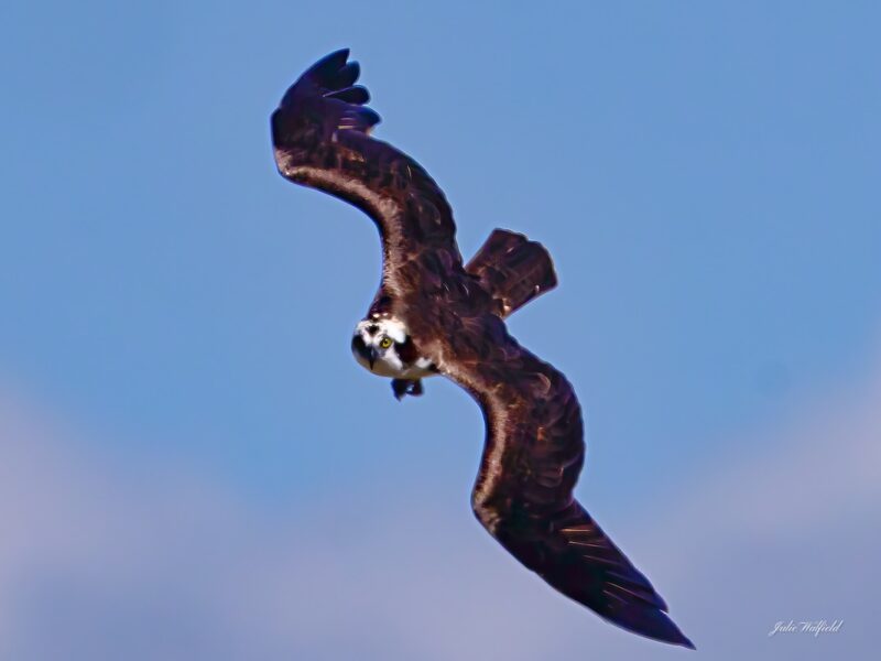Osprey diving for breakfast in Eastport in The Villages
