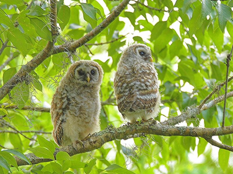 Pair of barred owls in tree in The Villages