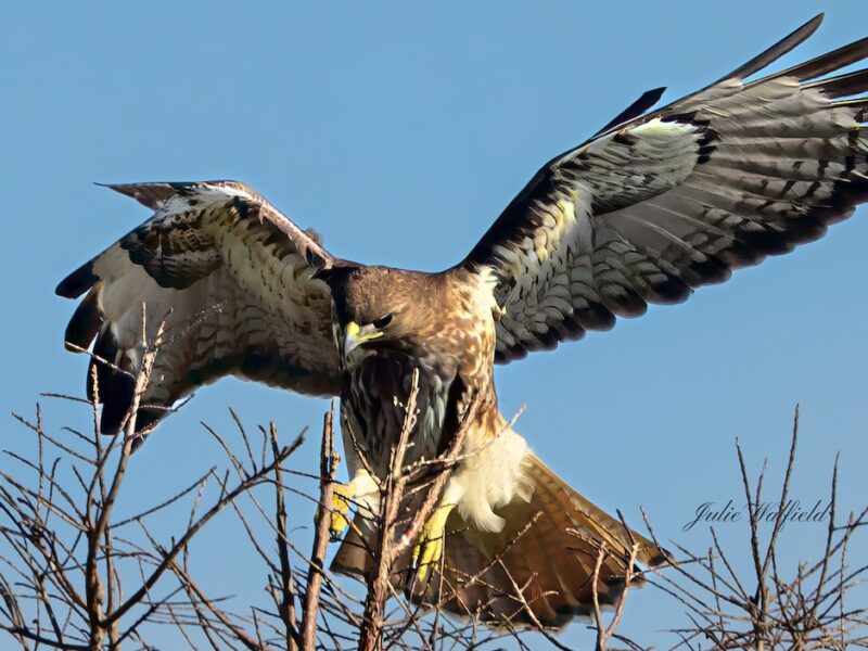 Red-tailed hawk landing at Nancy Lopez Legacy Championship Golf Course
